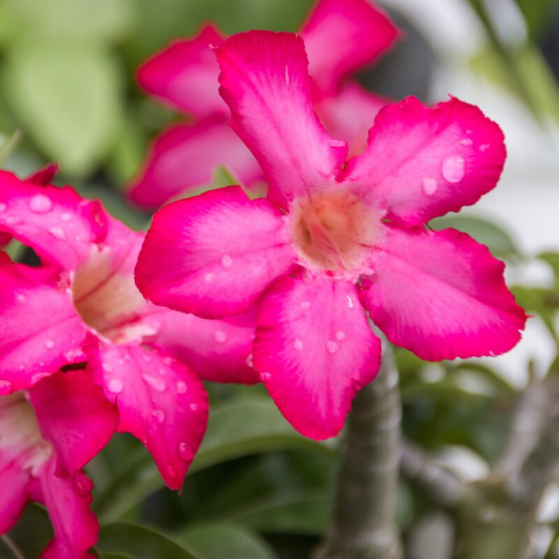 2 Adenium Desert Rose Plants - Image 4