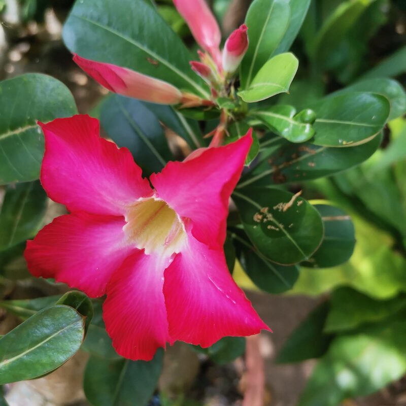 2 Adenium Desert Rose Plants - Image 2