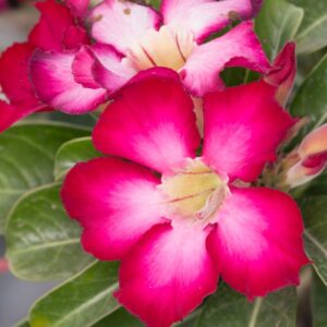 2 Adenium Desert Rose Plants