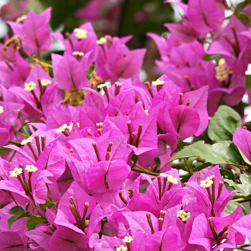2 Bougainvillea Plants - Image 6