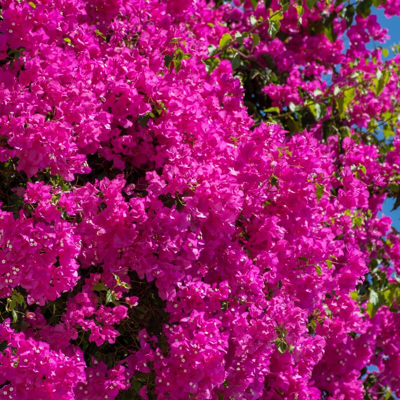 2 Bougainvillea Plants - Image 5
