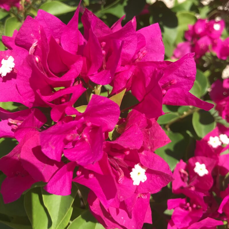 2 Bougainvillea Plants - Image 3