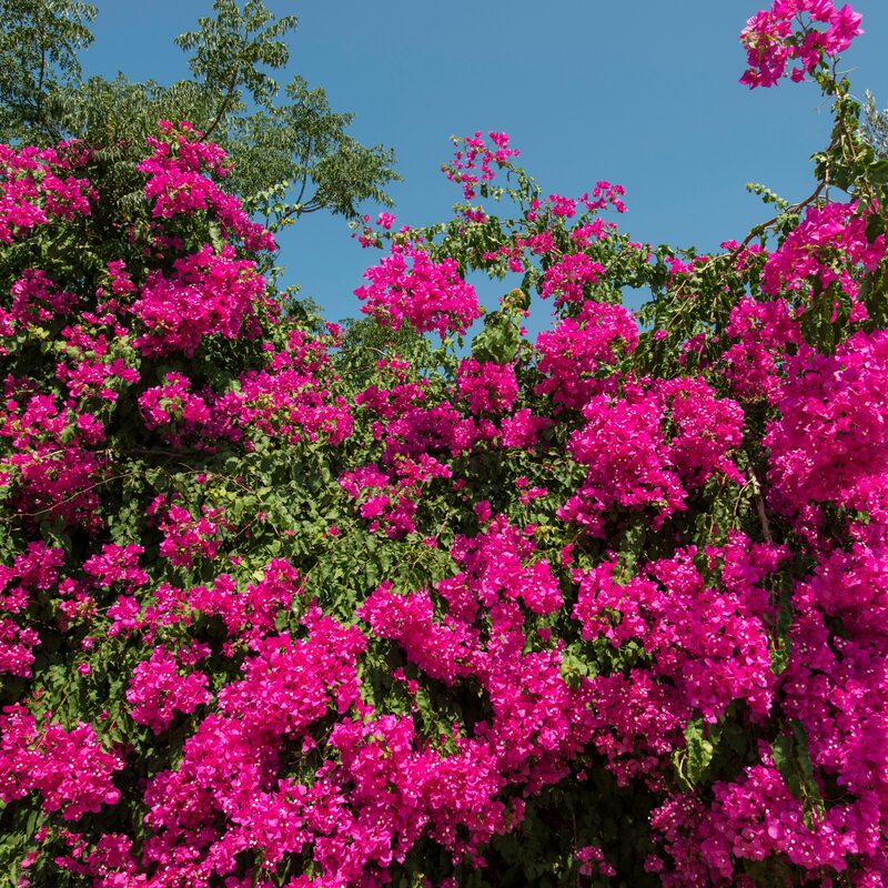 2 Bougainvillea Plants - Image 4