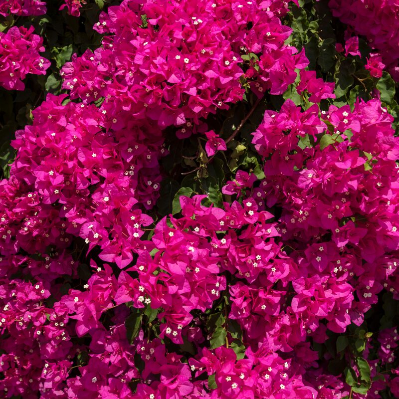 2 Bougainvillea Plants - Image 2