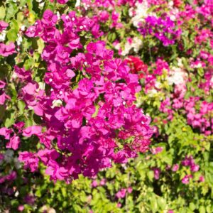 2 Bougainvillea Plants