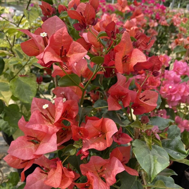 2 Bougainvillea Plants - Image 5