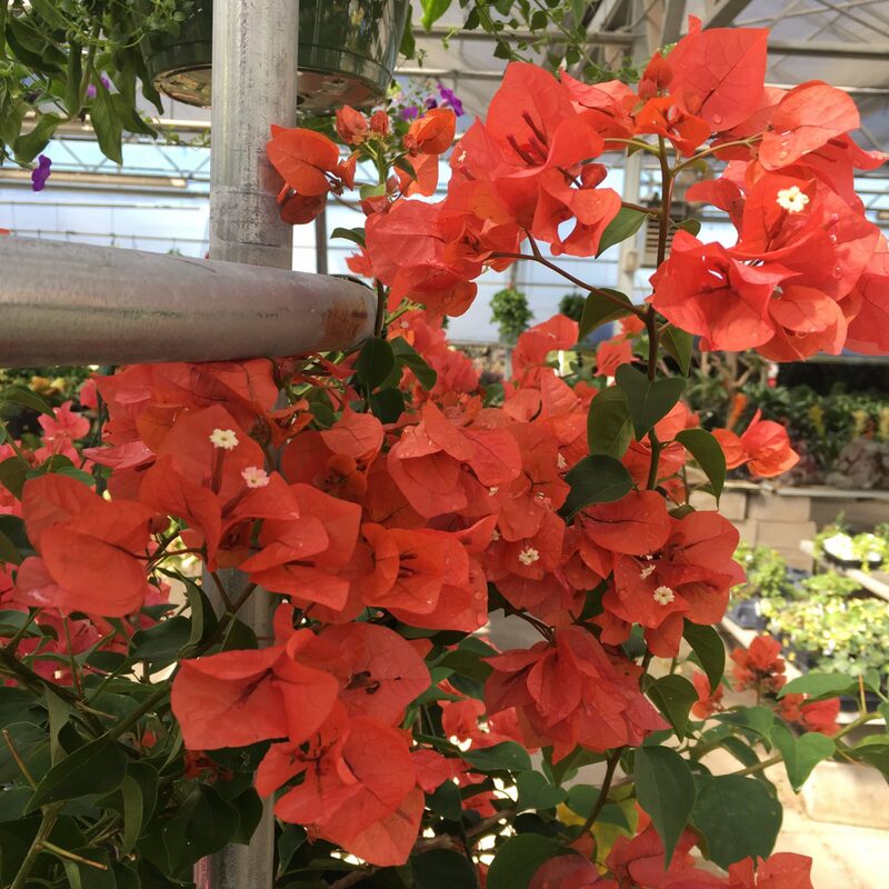2 Bougainvillea Plants - Image 6