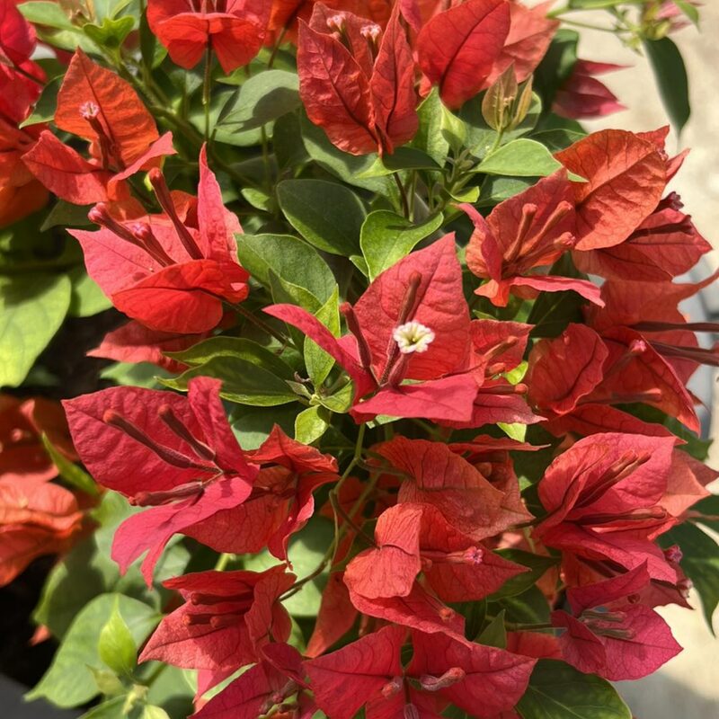 2 Bougainvillea Plants - Image 4