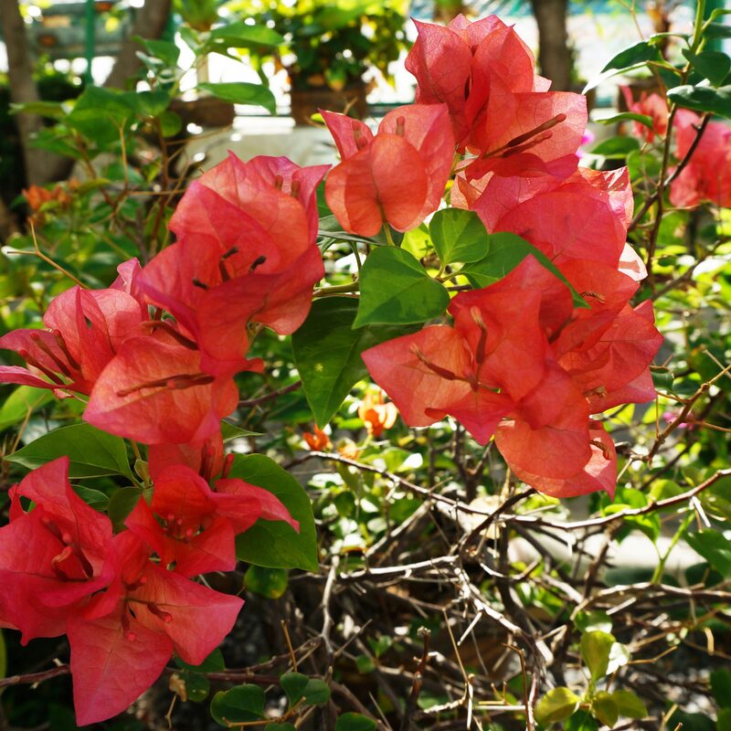 2 Bougainvillea Plants - Image 2