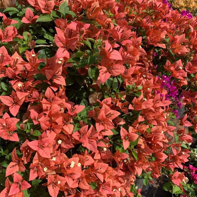 2 Bougainvillea Plants - Image 3