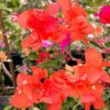 2 Bougainvillea Plants