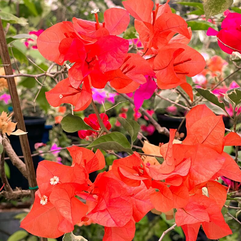 2 Bougainvillea Plants