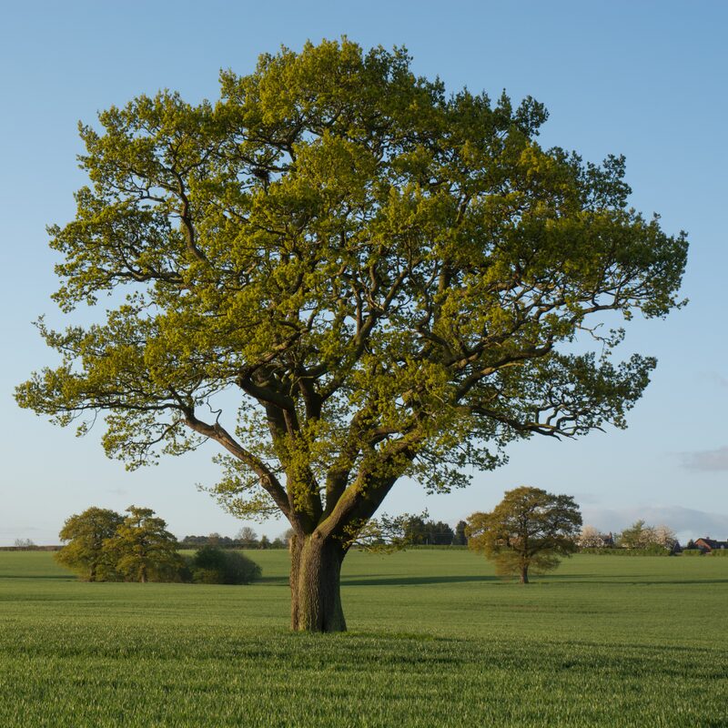 Dwarf Chinkapin Oak Tree Rooted Tree From 1 To 2 Feet Tall - Image 4