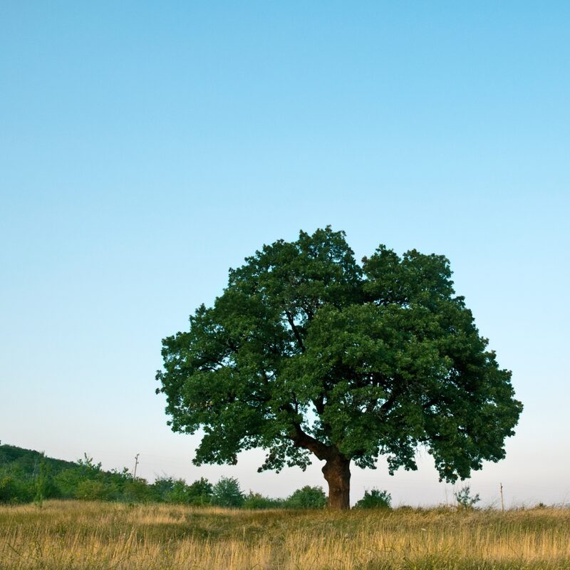 Dwarf Chinkapin Oak Tree Rooted Tree From 1 To 2 Feet Tall - Image 3