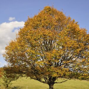 Dwarf Chinkapin Oak Tree Rooted Tree From 1 To 2 Feet Tall