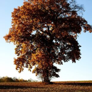Alternative view of Dwarf Chinkapin Oak Tree Rooted Tree From 1 To 2 Feet Tall