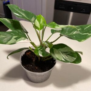 Alternative view of White Princess Philodendron Plant