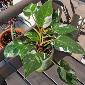 White Princess Philodendron Plant