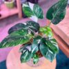 White Princess Philodendron Plant