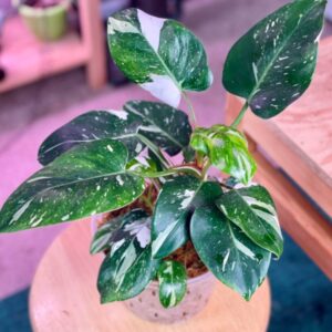 White Princess Philodendron Plant