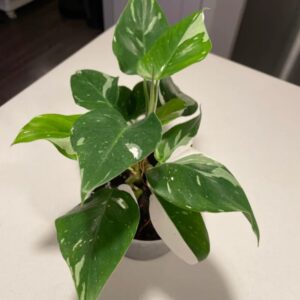 Alternative view of White Princess Philodendron Plant