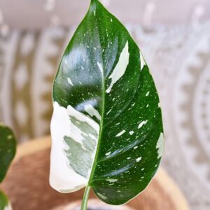 Alternative view of White Princess Philodendron Plant