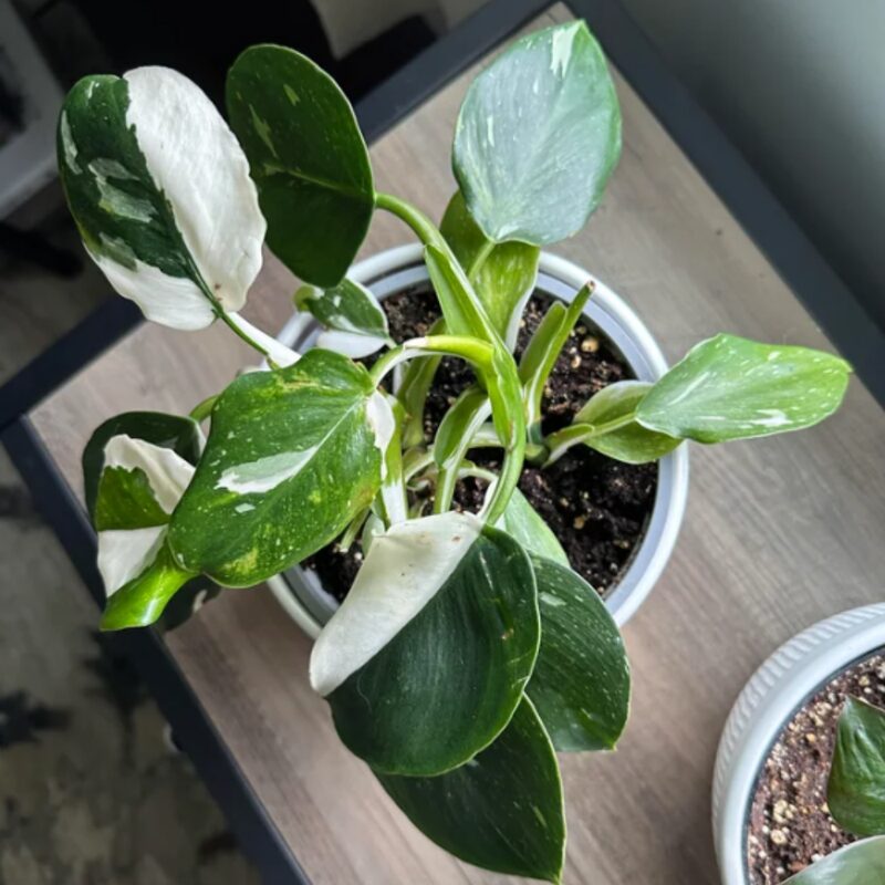 White Princess Philodendron Plant - Image 3