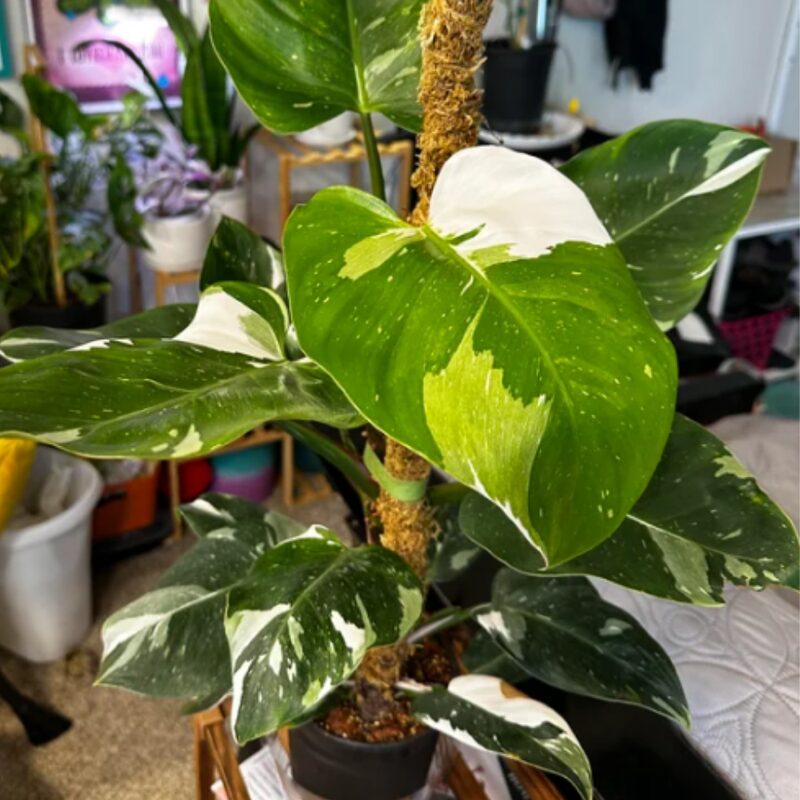 White Princess Philodendron Plant - Image 4