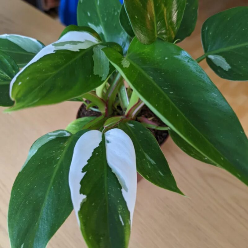 White Princess Philodendron Plant - Image 2