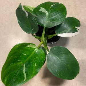 Alternative view of White Princess Philodendron Plant