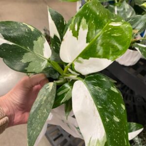 White Princess Philodendron Plant
