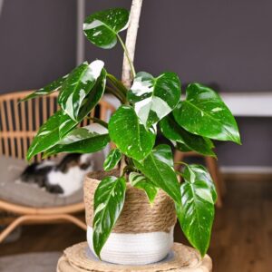 White Princess Philodendron Plant