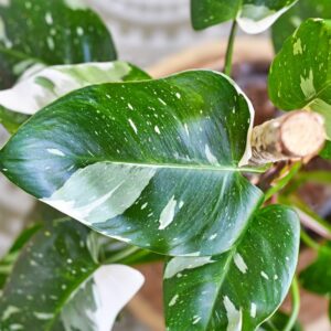 Alternative view of White Princess Philodendron Plant
