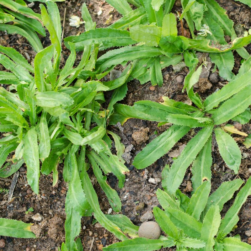 Culantro Plant - Image 5