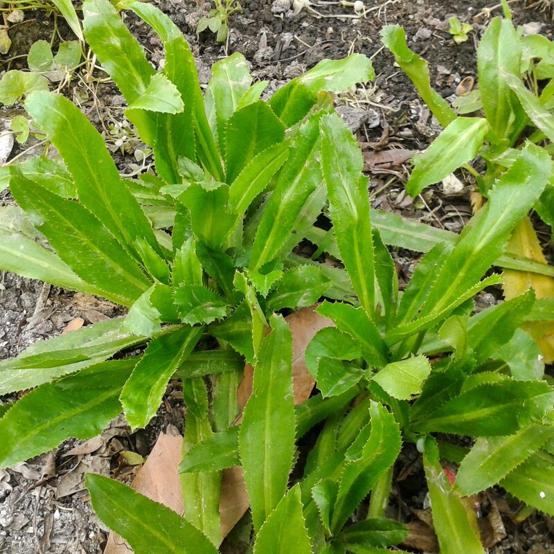 Culantro Plant - Image 3