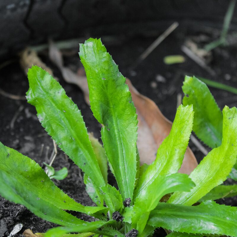 Culantro Plant - Image 4