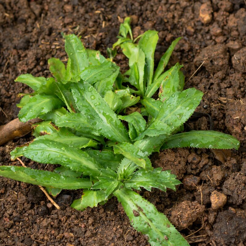 Culantro Plant - Image 5