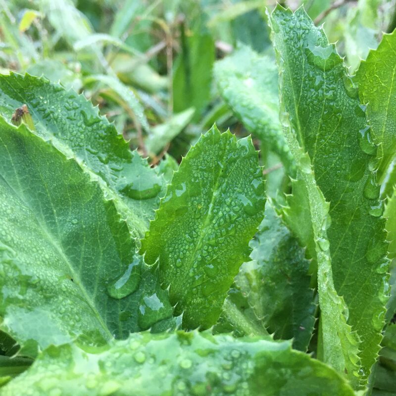 Culantro Plant - Image 4