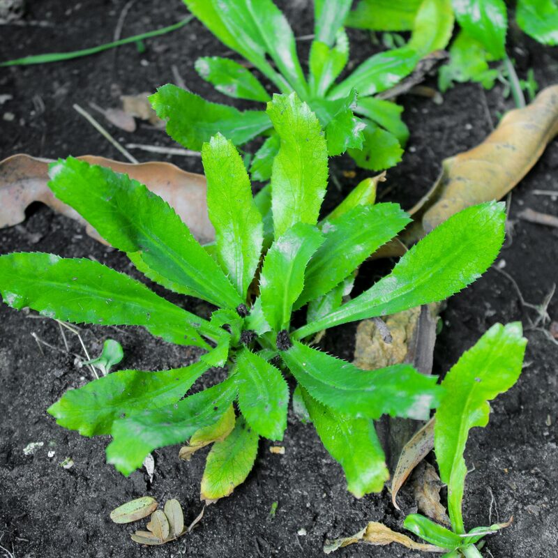 Culantro Plant - Image 3