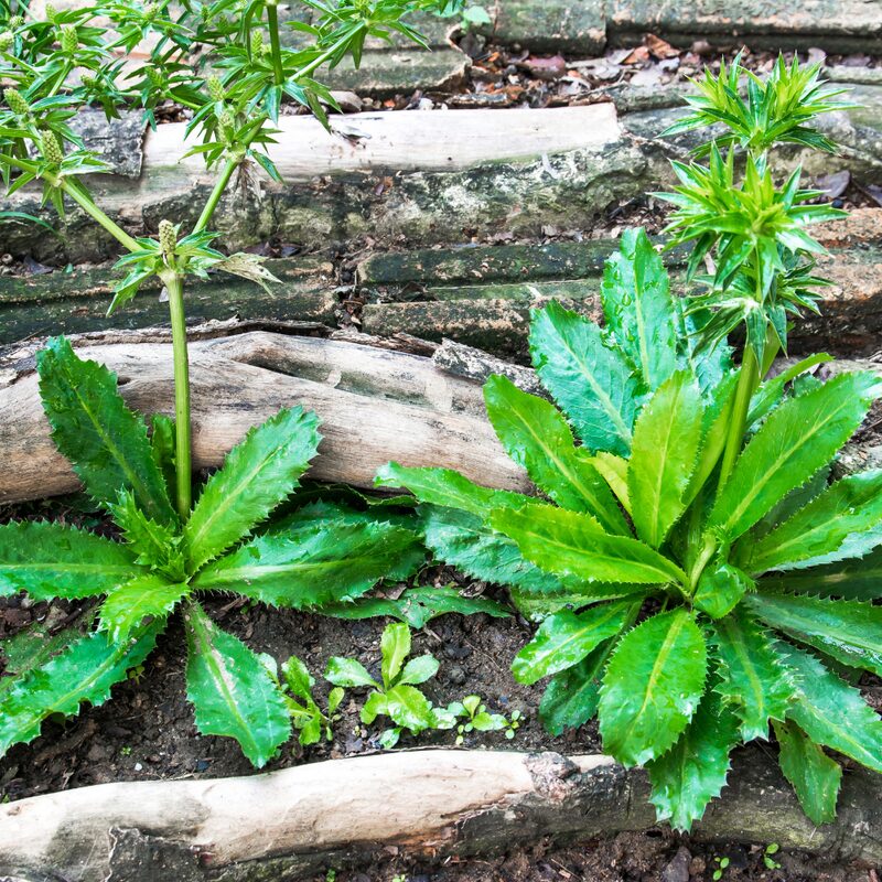 Culantro Plant - Image 2