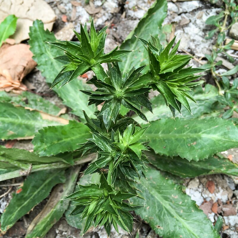 Culantro Plant - Image 5