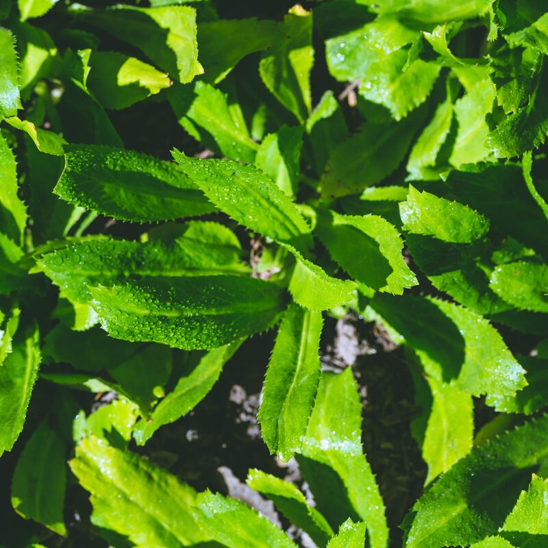 Culantro Plant - Image 3