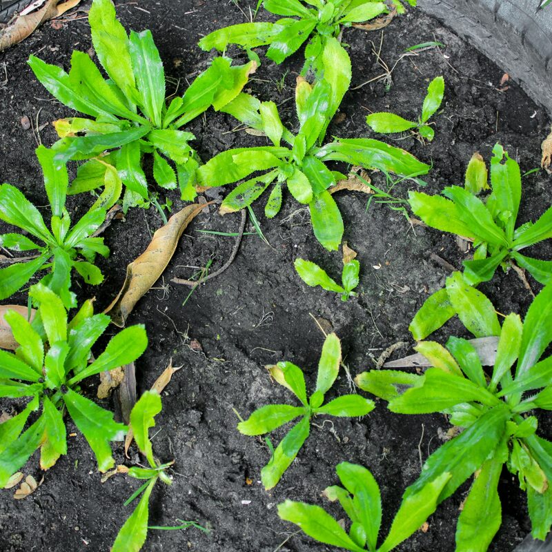 Culantro Plant - Image 4