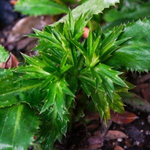 Alternative view of Culantro Plant