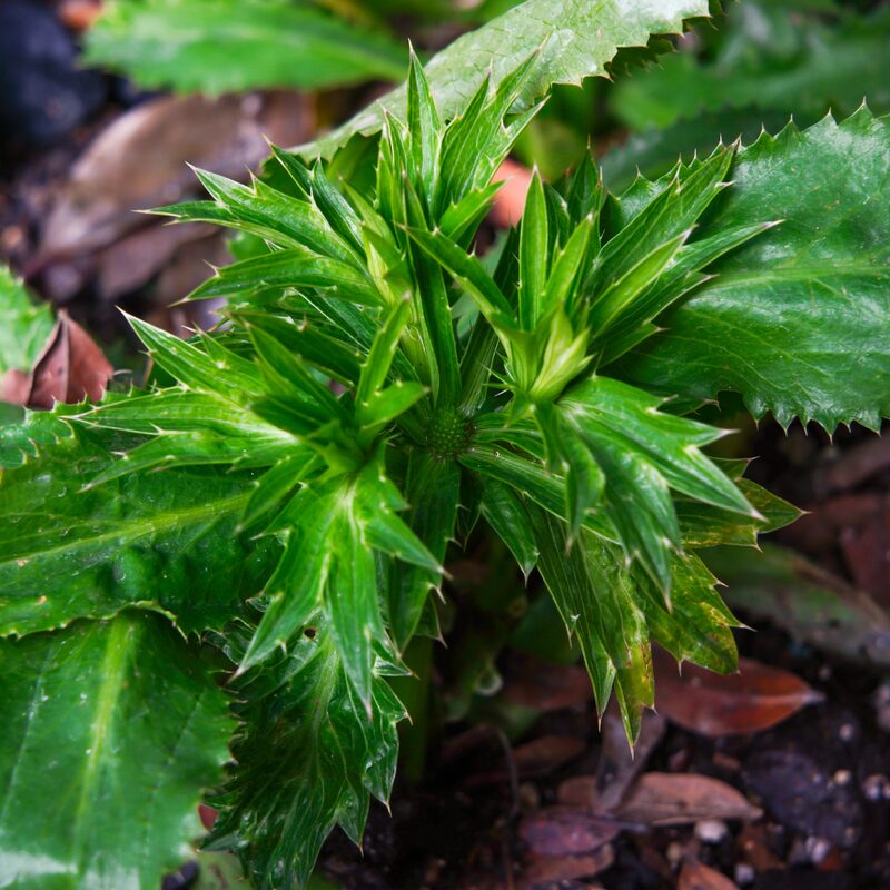 Culantro Plant - Image 2