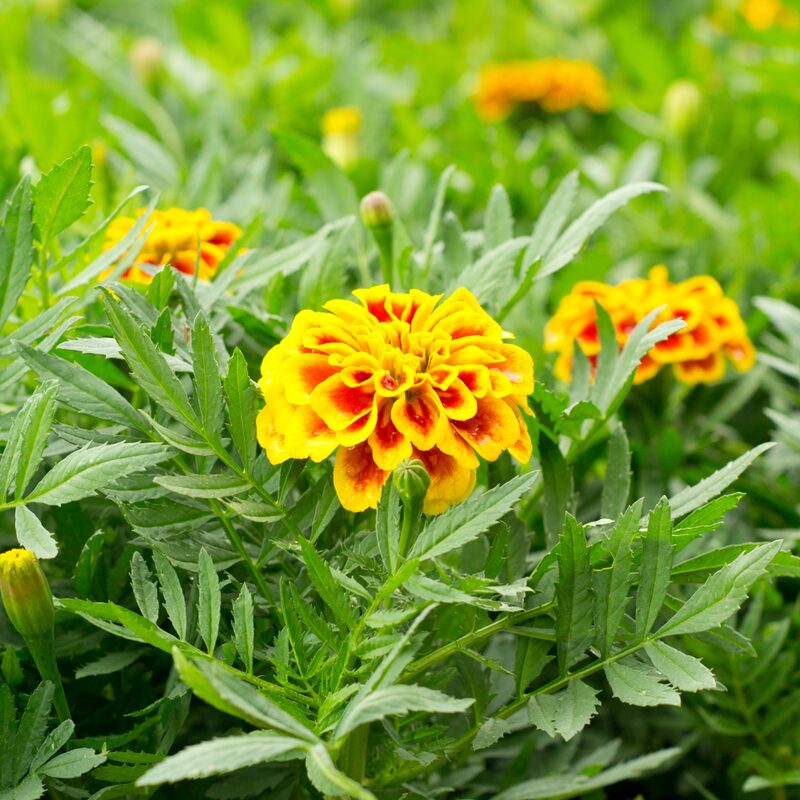Marigold Plant - Image 4