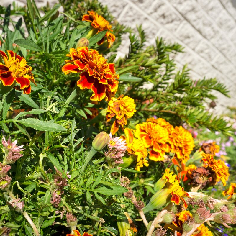 Marigold Plant - Image 5