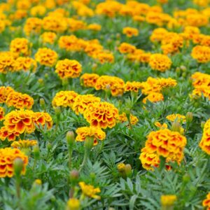 Alternative view of Marigold Plant