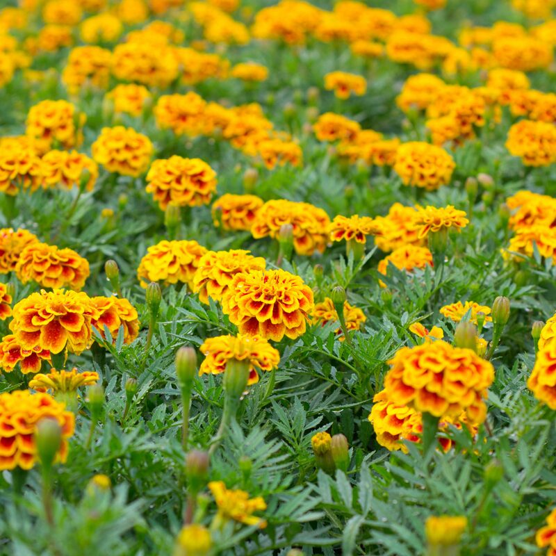 Marigold Plant - Image 2