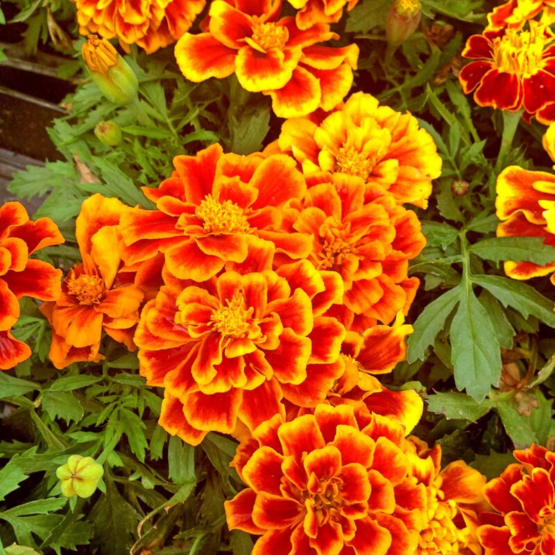 Marigold Plant - Image 3